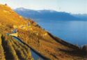Lavaux vineyards at Lac Leman