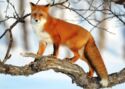 Red Fox (Vulpes vulpes) in Kronotsky nature reserve