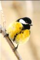 Great Tit (Parus major)