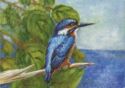 Common Kingfisher (Alcedo atthis)