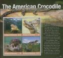 American Crocodile (Crocodylus acutus)