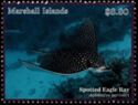 Spotted Eagle Ray (Aetobatus narinari)