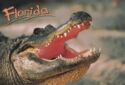 Florida. American Alligator (Alligator mississippiensis)