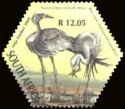 Blue Crane (Anthropoides paradisea)