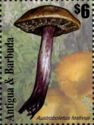 Austroboletus festivus