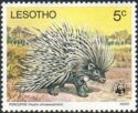 Cape Porcupine (Hystrix africaeaustralis)
