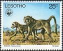 Chacma Baboon (Papio ursinus)