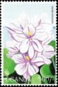 Water hyacinth
