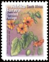 Black Eyed Susy (Thunbergia alata) - Afrika Borwa