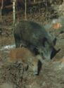 Wild Boar (Sus scrofa)
