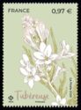 Tuberose (Agave amica)