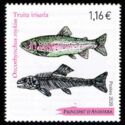 Rainbow Trout (Oncorhynchus mykiss)