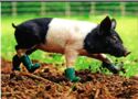 Pig in boots