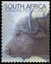 African Buffalo (Syncerus caffer)