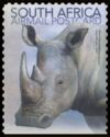 White Rhinoceros (Ceratotherium simum)
