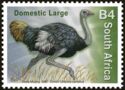 Somali Ostrich (Struthio molybdophanes)