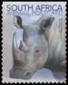 White Rhinoceros (Cerathoterium simum)