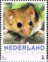 Hazel Dormouse (Muscardinus avellanarius)