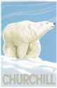 Polar Bear (Ursus maritimus) - Churchill