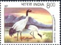 Black-necked Crane (Grus nigricollis) 