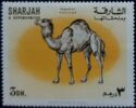 Dromedary