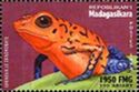 Splashback poison frog) (Dendrobates galactonotus)