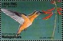 Reddish hermit (Phaethornis ruber)