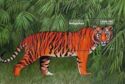 Tiger (Panthera tigris)