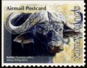 African Buffalo (Syncerus caffer)