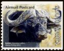 African buffalo (Syncerus caffer)