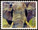 African Elephant (Loxodonta africana)