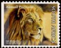 Lion (Panthera leo)