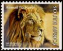 Lion (Panthera leo)