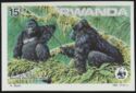 Mountain Gorilla (Gorilla gorilla beringei)