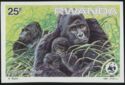 Mountain Gorilla (Gorilla gorilla beringei)