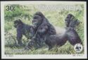 Mountain Gorilla (Gorilla gorilla beringei)