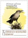 Tropical Mockingbird (Mimus gilvus)