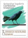 Carib Grackle (Quiscalus lugubris)