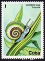 Cuban Painted Snail (Polymita picta)