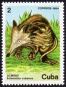 Cuban Solenodon (Solenodon cubanus)