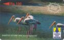 Painted Stork ("Over 1000 Payphone Network")