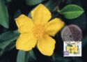 Guinea Flower (Hibbertia scandens)