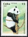 Giant Panda (Ailuropoda melanoleuca)