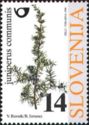 Common Juniper (Juniperus communis)