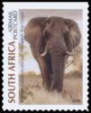 African Elephant (Loxodonta africana)