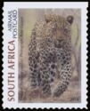 Leopard (Panthera pardus)