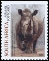 White Rhinoceros (Ceratotherium simum)
