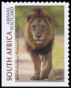 Lion (Panthera leo)