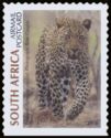 Leopard (Panthera pardus)