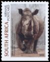 White Rhinoceros (Ceratotherium simum)
